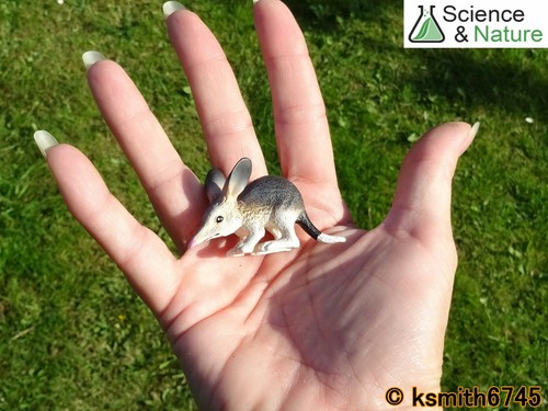 S/&N pequeña Bilby Plastic Toy Wild Zoo australiano Animal Conejo Bandicoot Nuevo
