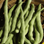 160 Kentucky Wonder 125 Pole Bean Seeds Everwilde Farms Mylar Seed Packet