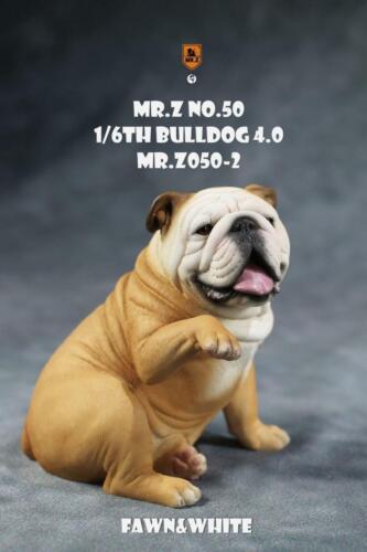 Details about  / Mr.Z MRZ050 1//6th British Bulldog Bulldog 4.0 Animal  Dog Pet animal doll Model
