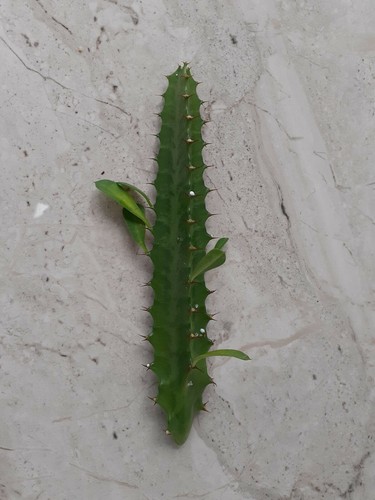 1 x Euphorbia Acruensis Trigona Cactus cutting Approx 15cm long. House plants