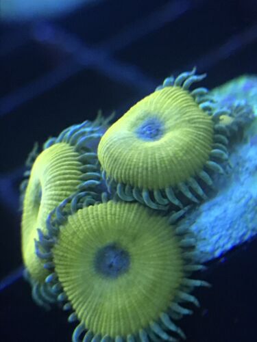 Live Zoa Coral Frag Cornbred Nuclear Death Paly 3-6 polyps
