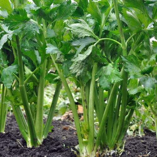 Tall Utah 52/70 Celery Seed, NON-GMO, Heirloom, Variety Sizes, FREE SHIPPING