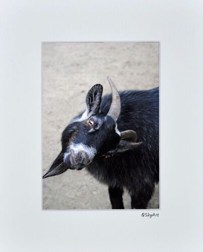 Goat Funny Farm Animal Farmhouse Photo Art Home Wall Decor Matted Picture Print