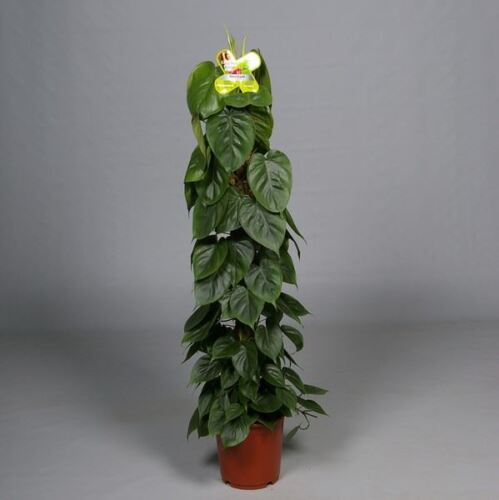 100cm tall approx Philodendron scandens House Plant in a 21cm Pot