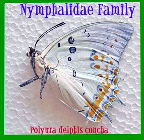 30-6 Polyura delphis concha m - Cameron Highlands Malaysia