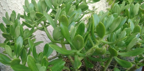 CRASSULA OVATA Money Plant Arbre de Jade Varietaga Succulente Caudex