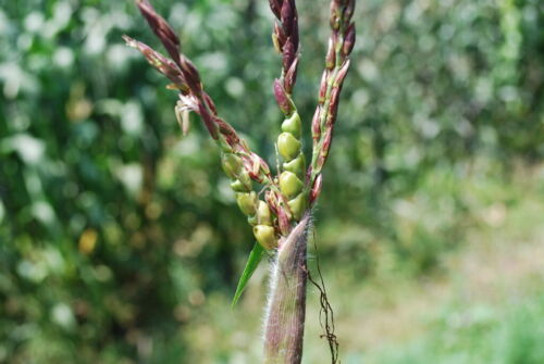 Corn Ancestor Zea mays ssp. mex./parviglumis - 30 FRESH SEEDS Teosinte 