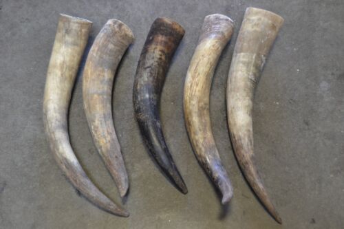 5 PCS ASSORT RAW UNFINISHED COW HORN SCRIMSHAW CARVING CRAFT DECOR 20-25 INCH 
