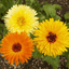 Pacific Beauty Mix Calendula Seeds USA Garden Flower Pot Marigold Seed for 2021