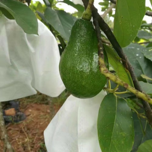 200 Pcs Plant Fruit Protect Garden Net Bags Insect-proof Nylon Mesh Against Pest