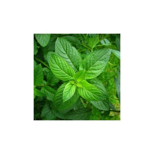 Menta piperita Mentha Piperita Semi Naturale 0.7 grammo seminare da 06//2022 allevatori di semi