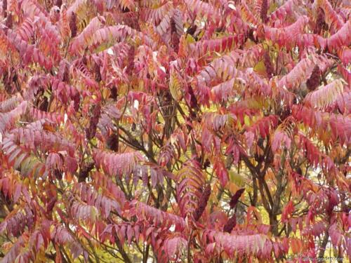 - 100 / 300 / 1000 Seeds Staghorn Sumac Gift Rhus typhina 