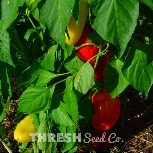 Feher Ozon Paprika Free Gift Sweet Pepper 25 Seeds