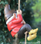 Grand Gnome amant cadeau arbre escalade pendaison Corde Ornement Décoration Sculpture 