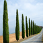 Pair of Italian Cypress Trees 100 cm Tall Ornamental Evergreen Shrubs