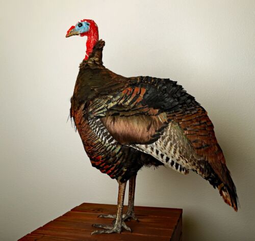 Details about  / Turkey Taxidermy Mount
