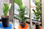 Fiddle Leaf Fig Plant Food Fiddle Leaf Fig Tree Fertilizer from The Fiddle Leaf