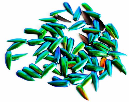 200 Mini Size Green Blue Elytra Jewel Beetle Insect Wings Craft Jewellery Making 