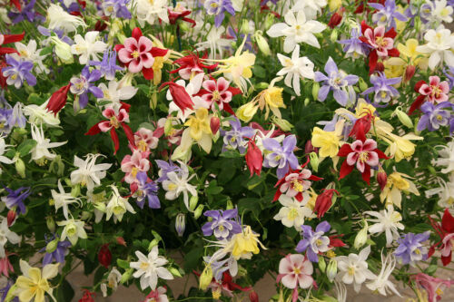 aquilegia Details about   Columbine Colourful Mixture Approx Perennial/Winter Hardy 50 Seeds 