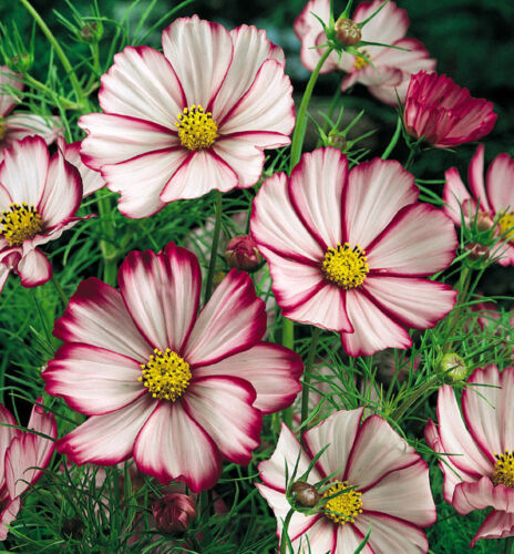 50ct Draws Butterflies Picotee Heirloom Cosmos Pink Cosmos Seeds Non-Gmo