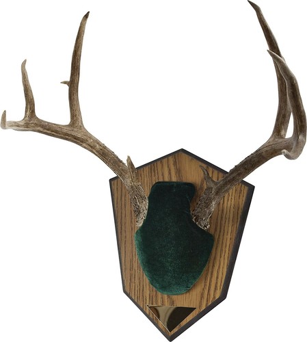 Allen Antler Mounting Kit with Skull Cover /& Engraveable Plaque Green