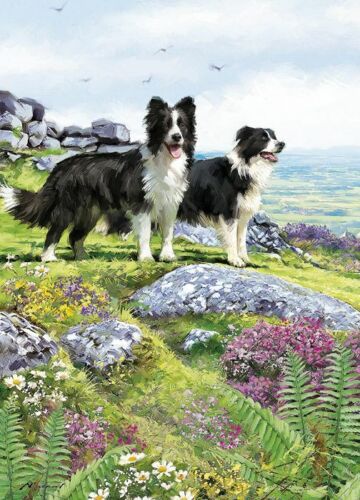 Birthday Card Country Cards Quality NEW Collie Dog Out In The Country 