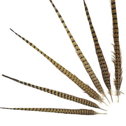 50 Pcs ENGLISH RINGNECK PHEASANT Natural Feathers 22/"-24/" Halloween//Hats//Costume