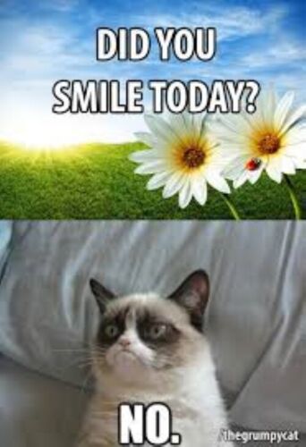 Did You Smile Today? NO. Grumpy Cat Sunshine flowers Blue sky Fresh Air Goofy