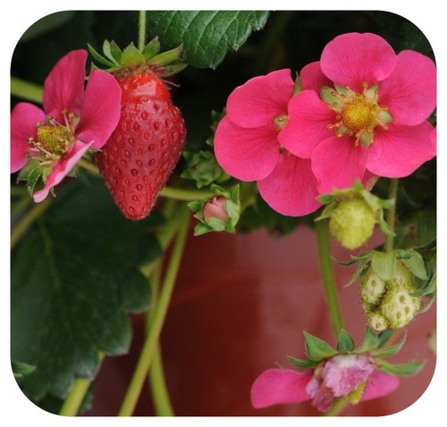 5 Organic Everbearing Strawberry Plug Plants Toscana F1 for Hanging baskets