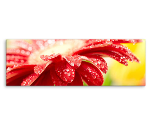 Wandbild Naturfotografie Rote Blumen über Wasseroberfläche auf Leinwand