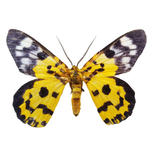 REAL Dysphania militaris TROPICAL FALSE TIGER MOTH Unmounted Sustainably Sourced