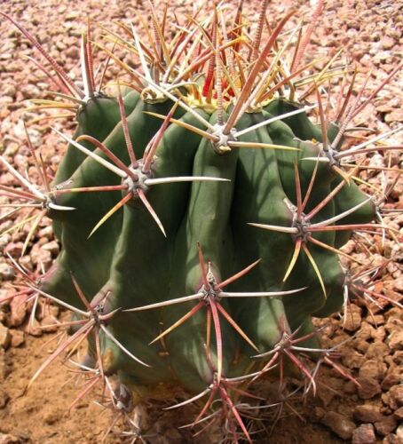Arizona Barrel Cactus 50 seeds Ferocactus emoryi 2017
