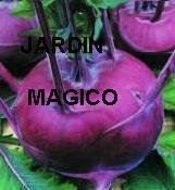 COLINABO VIOLETA kohlrabi VIENA 200 semillas seeds