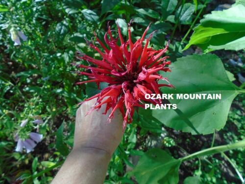 Bee Balm Monarda RED /"Jacob Cline/" Perennial Nectar Plant Butterfly Hummingbird