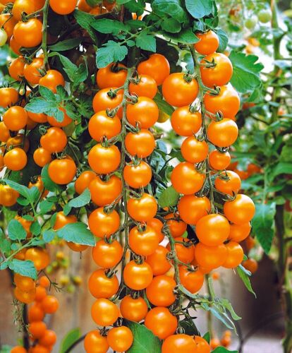 Seeds Tomato Cherry Mix Cocktail Yellow Pink Red Rare Organic Heirloom NON-GMO 
