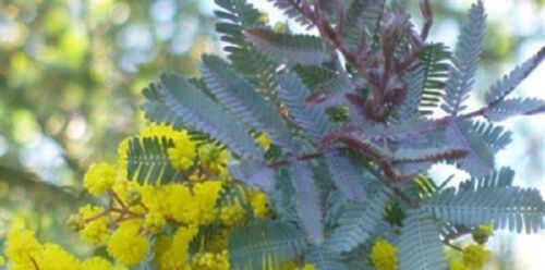 Acacia Baileyana purpurea G869 COOTAMUNDRA WATTLE SEEDS 8 graines Mimosa pourpre 