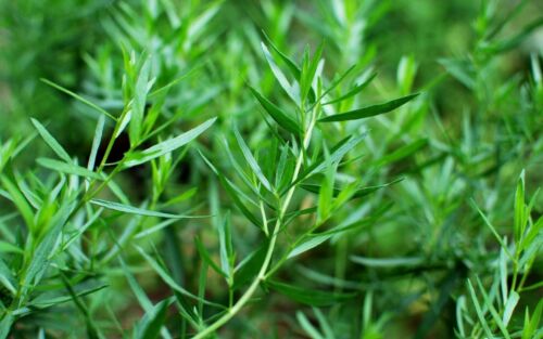 herbe jardin potager méthode BIO 500 Graines d'Estragon plante aromatique 
