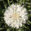 Everwilde Farms 500 Tall White Bachelor Button Cornflower Wildflower Seeds