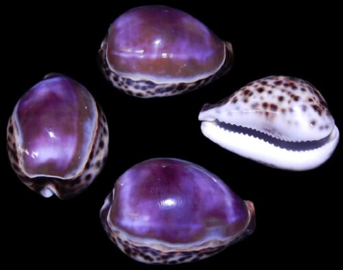 sea shell Purple Top Tiger Cowrie 3 inches craft or aquarium LOT of 2<>< 