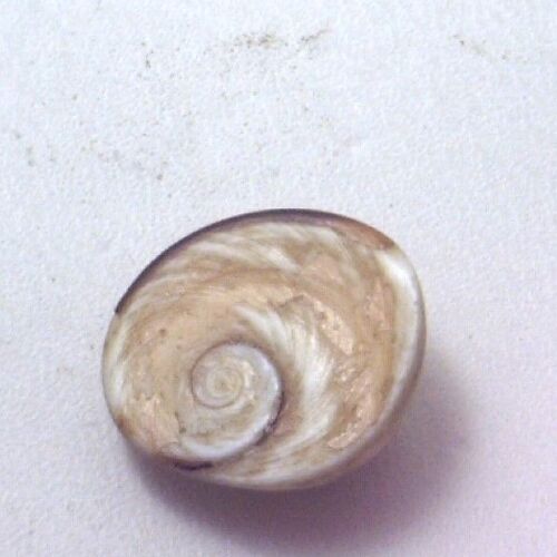 Details about  / Antique Vintage Small Operculum Shell Stone for Repair Design Steampunk #C244