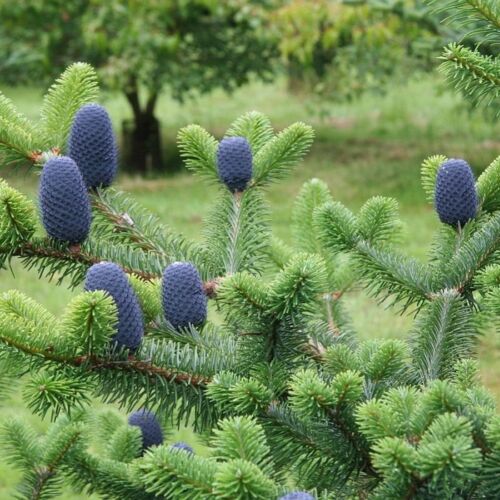 Delavays fir abies delavayi conifère arbre 25 graines