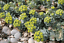 Myrtle Spurge Seeds ~ Euphorbia Myrsinites ~ Cactus-Like Perennial ~~ 10 Seeds ~