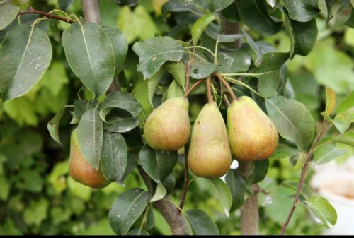 Wild Pear Lovely Tree With Superb Flowers & Fruit 20 Seeds Pyrus Cummunis 