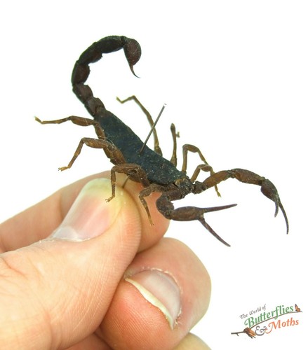 Madagascan Scorpion Grosphus ankarana SET x1 arachnidae film art #j01