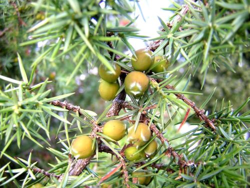 Zeder Glatte Common Juniper Juniperus Communis 30 Samen Seeds Wacholder