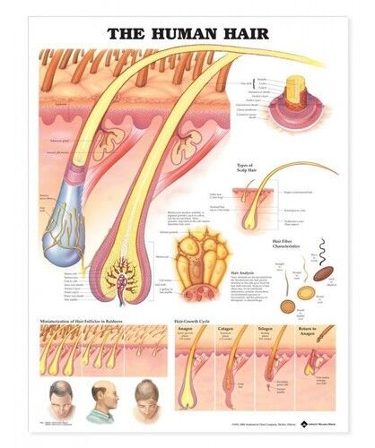 THE HUMAN HAIR POSTER   ANATOMICAL CHART NEW EDUCATIONAL 16‘’x13/'/'inch01