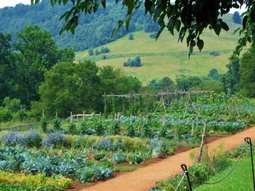 21 Organique Légumes Variété Jardin d/'urgence survie Heirloom Seeds Set meal prêt à manger