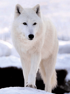 UK SELLER WHITE SNOW WOLF ON MOUNTAIN 3D MOVING PICTURE 300mm x 400mm