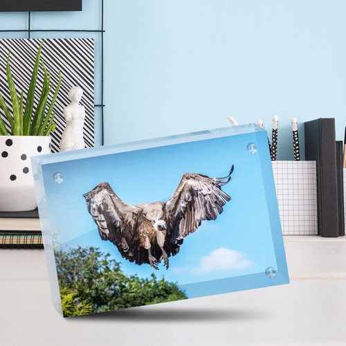 White Backed Vulture Bird Photo Block 6 x 4/" Desk Art Office Gift #16841