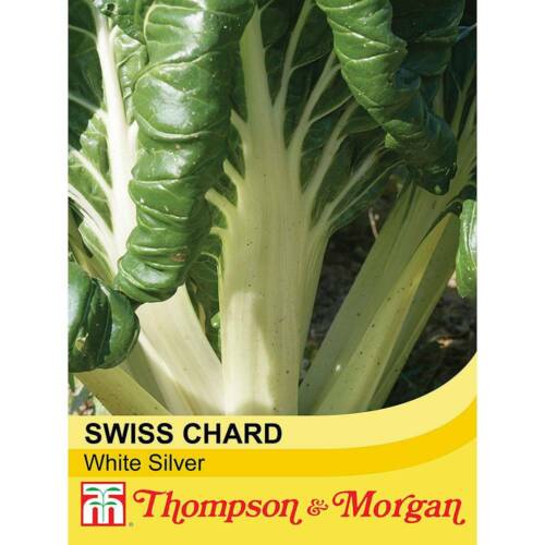 T/&M Swiss Chard Seeds Vegetable Garden Plant White Silver 1 Packet 300 Seeds